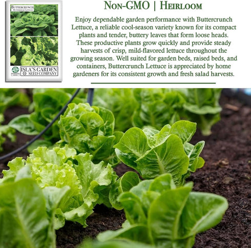 1000+ Buttercrunch Butterhead Lettuce Seeds for Planting Non-GMO & Heirloom Seeds, Botanical Name: Lactuca Sativa