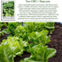1000+ Buttercrunch Butterhead Lettuce Seeds for Planting Non-GMO & Heirloom Seeds, Botanical Name: Lactuca Sativa