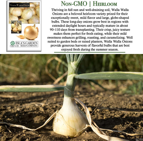 300+ Bulbs Walla Walla Sweet Spanish Onion Seeds (Allium cepa) Non-GMO Heirloom Seeds by Islas Garden Seeds, Extra