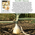 300+ Bulbs Walla Walla Sweet Spanish Onion Seeds (Allium cepa) Non-GMO Heirloom Seeds by Islas Garden Seeds, Extra