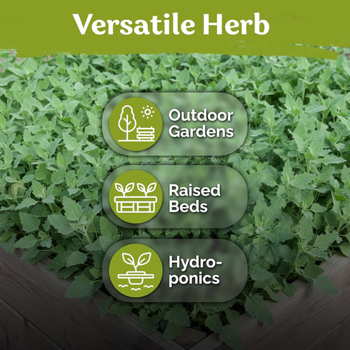 1000 Album) Packets KVITER Lambs Quarters Seeds (Chenopodium - Goosefoot, Wild Spinach, Edible Leaves, Heirloom Herbs