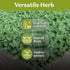 1000 Album) Packets KVITER Lambs Quarters Seeds (Chenopodium - Goosefoot, Wild Spinach, Edible Leaves, Heirloom Herbs