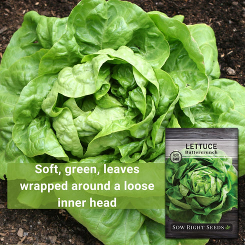 Packet (1) Sow Right Seeds - Buttercrunch Lettuce Seeds for Planting - Non-GMO Heirloom with Instructions to Plant a