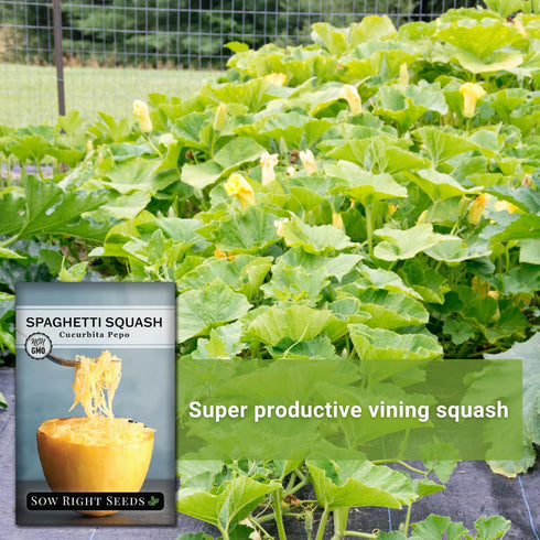 Packet (3) Sow Right Seeds - Spaghetti Squash Seeds for Planting - Non-GMO Heirloom with Instructions to Plant and Grow