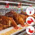 Outus 50 Pack Chicken Waterer PVC Tee Fittings, Fully Automatic Poultry Waterer PVC Fittings for Threaded Chicken Water