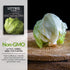 (1 Pack) Iceberg Lettuce Seeds for Planting Crisp Head Lettuce Variety with Crunchy Texture and Sweet Flavor, High
