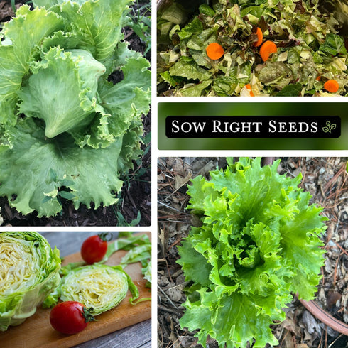Packet (4) Sow Right Seeds - Great Lakes Iceberg Lettuce Seeds for Planting - Non-GMO Heirloom with Instructions