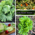 Packet (4) Sow Right Seeds - Great Lakes Iceberg Lettuce Seeds for Planting - Non-GMO Heirloom with Instructions