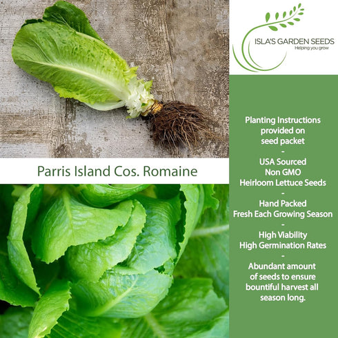 1000+ Parris Island Cos Romaine Lettuce Seeds (Lactuca sativa) Heirloom Non-GMO Seeds by Islas Garden Seeds, Crisp