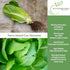 1000+ Parris Island Cos Romaine Lettuce Seeds (Lactuca sativa) Heirloom Non-GMO Seeds by Islas Garden Seeds, Crisp