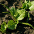250 (1 Pack) Seed Needs, Giant Noble Spinach Seeds - Heirloom Seeds for Planting Spinacia oleracea - Make Your Own