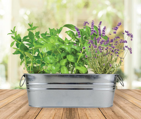 Set BUZZY Seeds Margarita and Mojito Windowsill Mini Garden Grow Kit, Herb Starter with Mint, Lime Basil and Lavender