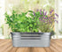 Set BUZZY Seeds Margarita and Mojito Windowsill Mini Garden Grow Kit, Herb Starter with Mint, Lime Basil and Lavender