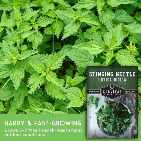 Common (1 Pack) Stinging Nettle Seeds for Planting - Urtica Dioica Medicinal Herb & Edible Perennial - Nettle for Tea