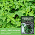 Common (1 Pack) Stinging Nettle Seeds for Planting - Urtica Dioica Medicinal Herb & Edible Perennial - Nettle for Tea