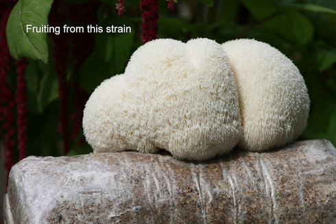 Lion's Mane Mushroom Liquid Culture - Root Mushroom Farm
