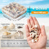 Ira Pollitt Tiny Natural Mixed Ocean Sea Shells, 500pcs, Tiny Miniature Beach Critter Seashells for Crafts, Home