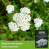 White Yarrow Seeds for Planting - 1 Packet with Instructions to Grow Beneficial Flowering Herbs - Non-GMO Heirloom