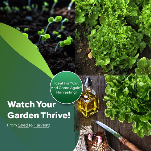 1000+ Oakleaf Lettuce Seeds - Heirloom Non-GMO USA Grown - Leaf Lettuce Seeds for Planting by RDR Seeds