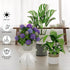 NQW 5 Pack Heavy Duty Metal Stand Decorates Multiple Plants for Indoor and Outdoor, Anti-Rust Iron Flower Pot Holder