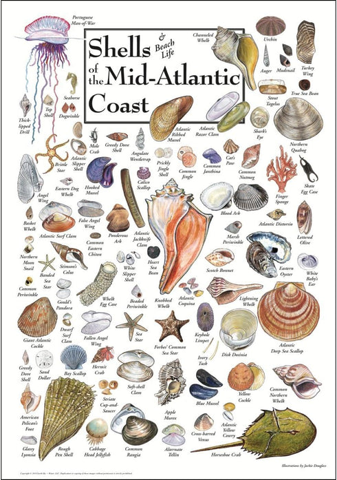 Earth Sky + Water Poster Featuring Shells of The Mid-Atlantic Coast