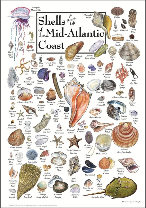 Earth Sky + Water Poster Featuring Shells of The Mid-Atlantic Coast
