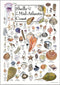 Earth Sky + Water Poster Featuring Shells of The Mid-Atlantic Coast