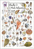 Earth Sky + Water Poster Featuring Shells of The Mid-Atlantic Coast