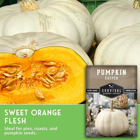 (5 Packs) Small Sugar Pumpkin Seeds for Planting Heirloom Sugar Pie Pumpkins, Sweet Baking Variety for Home Gardens
