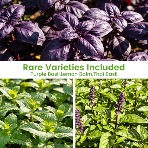 15-Pack 4,500+ Pack Herb Seeds Non-GMO Heirloom Seeds for Planting Indoor & Outdoor Herb Garden Kit with Basil
