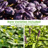 15-Pack 4,500+ Pack Herb Seeds Non-GMO Heirloom Seeds for Planting Indoor & Outdoor Herb Garden Kit with Basil