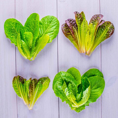 (9-pod) AeroGarden Mixed Romaine Lettuce Seed Pod Kit