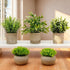 AUUGUU Artificial Potted Plants Faux Greenery in Cement Pots for Shelf, Bookshelf, Office or Home Decor, Small