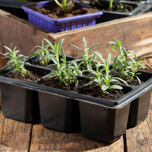 (1 Pack) Seed Needs Rosemary Seeds for Planting - Non-GMO Heirloom & Untreated Perennial Herbs to Plant a Medicinal