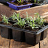 (1 Pack) Seed Needs Rosemary Seeds for Planting - Non-GMO Heirloom & Untreated Perennial Herbs to Plant a Medicinal