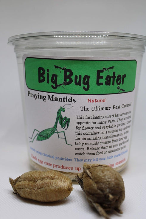 TruBlu Supply 1 Fresh Large Chinese Ootheca Praying Mantis Egg Plus + Crystal Clear