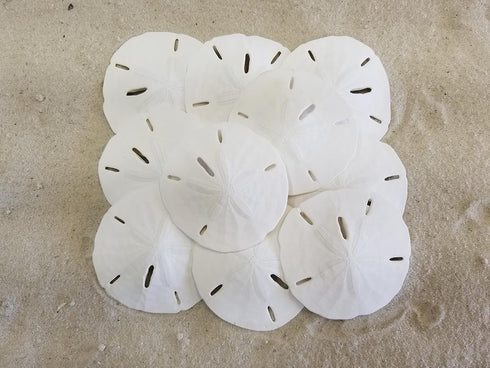 Tumbler Home White Sand Dollars, 10pcs, 3"-3.5" - Wedding Seashell Craft Sandollars