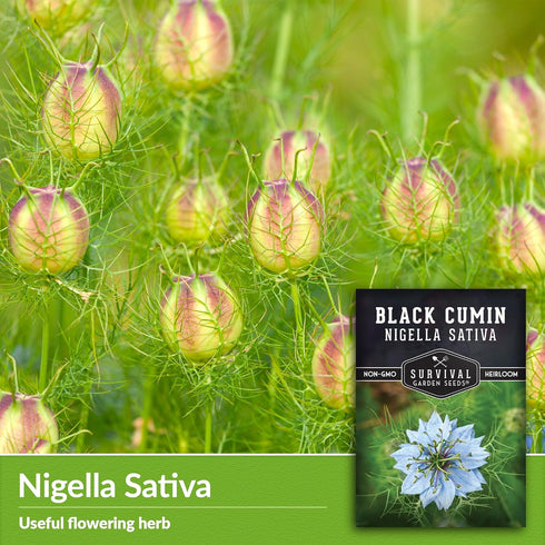5 Packets Survival Garden Seeds Black Cumin Seed for Planting - with Instructions to Plant and Grow Beneficial Nigella
