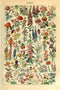 Meishe Art Vintage Poster Print - Flower Floral Botanical Collections Garden Flowers Identification Reference Chart