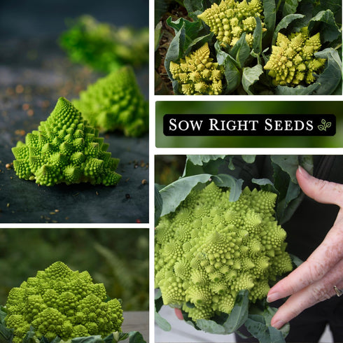 Packet (2) Sow Right Seeds - Romanesco Broccoli Seeds for Planting - Non-GMO Heirloom with Instructions to Plant an