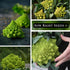 Packet (2) Sow Right Seeds - Romanesco Broccoli Seeds for Planting - Non-GMO Heirloom with Instructions to Plant an