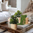 VINSUNI Set 3 Artificial Succulents with Pots - of Small Fake Plants for Aesthetic Room Decor - Realistic Mini Faux