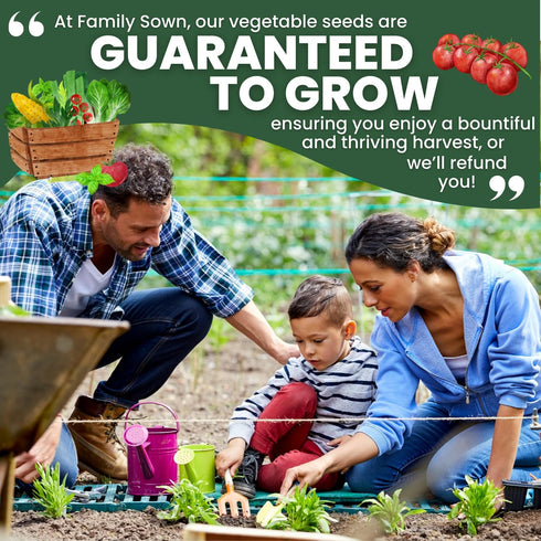 200 2026 600-Milligram Cherry Tomato Premium Seeds for Planting Sweet, Prolific, High-Yielding Heirloom for the Season