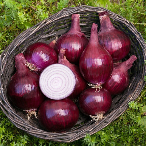 125, Organic Onion Seeds, APPR. Red Baron Onion, Heirloom Vegetable Seeds, Certified Organic, Non GMO, Non Hybrid, USA