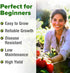 132+ HOME GROWN San Marzano Tomato Seeds Heirloom Non-GMO Seeds for Planting, High Germination, Indeterminate Roma