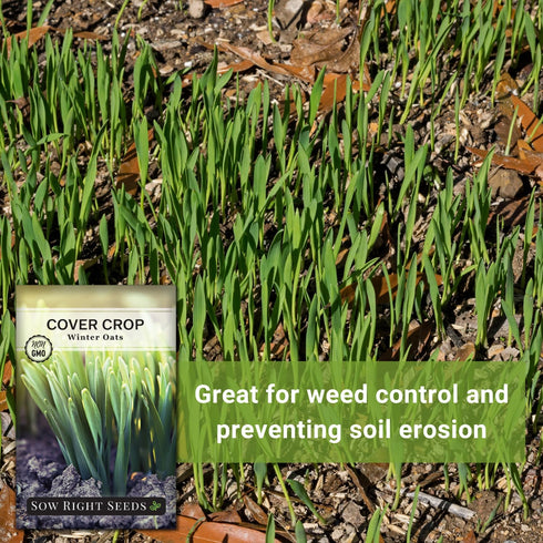 Sow Right Seeds - Winter Oats Seed for Planting - Cover Crops to Plant in Your Home Vegetable Garden - Enriches Soil