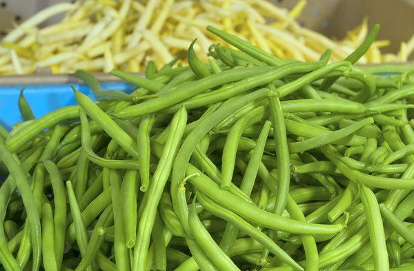 chezsmokey Bean Heirloom Jade Bean Bush 200 Seeds (2 oz)