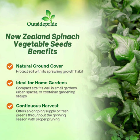 200 Outsidepride New Zealand Spinach Seeds - Pcs. Annual, Humid & Heat-Tolerant, Nutrient-Rich Herb Seeds for Planting