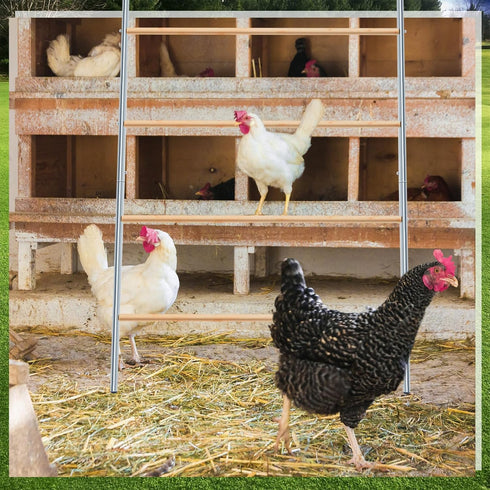 Accessories(55'' 41'' Wenqik Large Chicken Perch Chicken Roosting Bars for Coop Easy Installation Ladder for Backyard