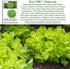 1000+ Packet Oakleaf Leaf Lettuce Seeds Heirloom Seeds per by Islas Garden Seeds, Tender Loose-Leaf Greens, Fast